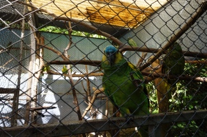 Senda Verde - Vögel 
